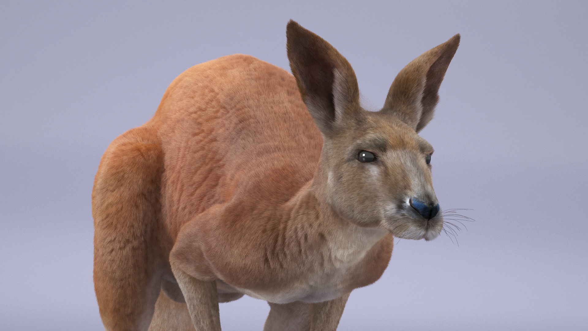 Kangaroo Fur Rigged 3D model