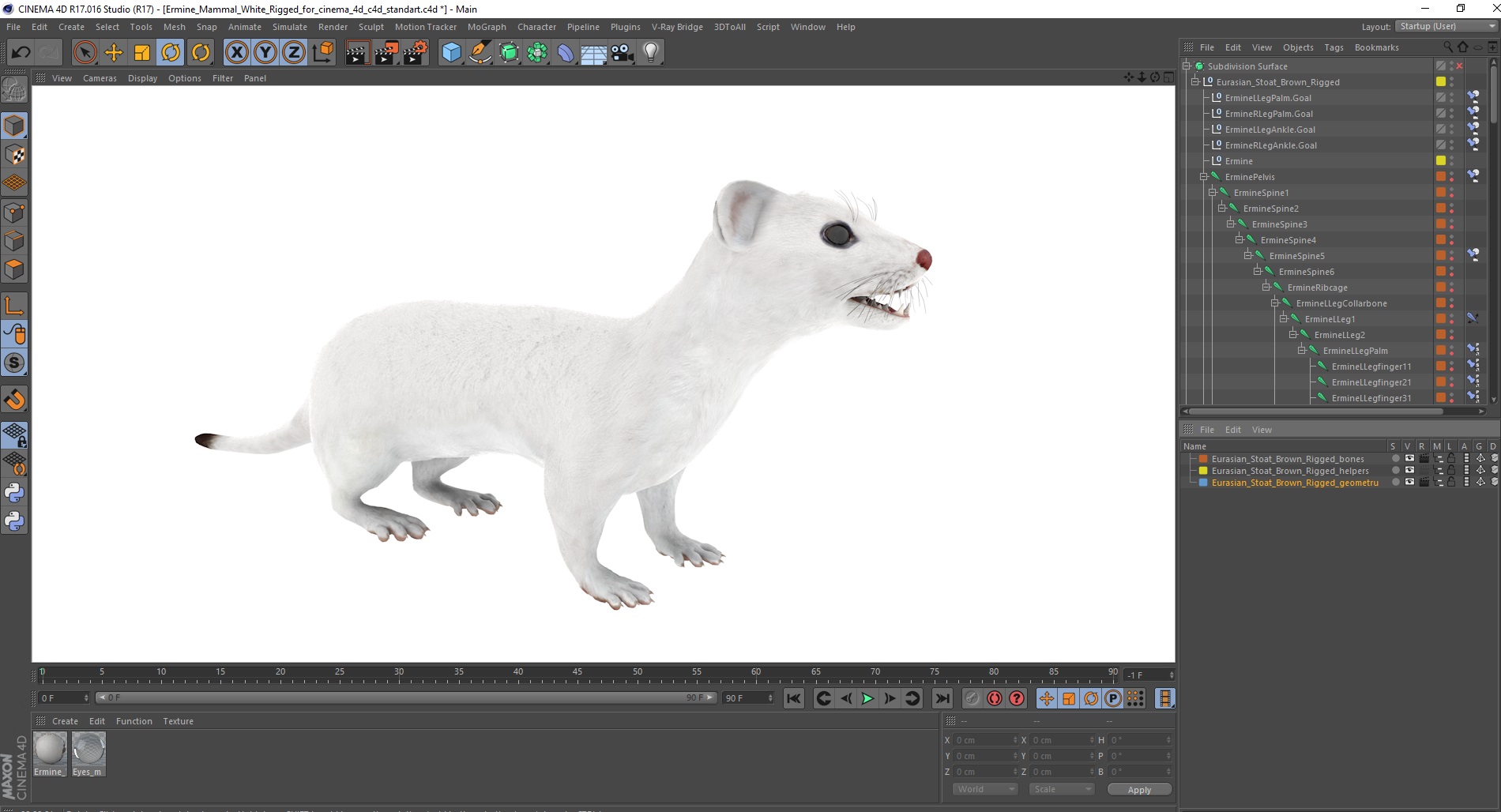3D model Ermine Mammal White Rigged for Cinema 4D