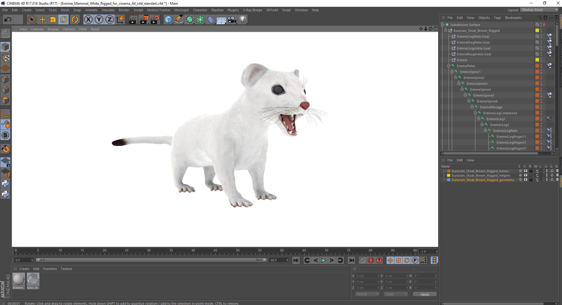 3D model Ermine Mammal White Rigged for Cinema 4D