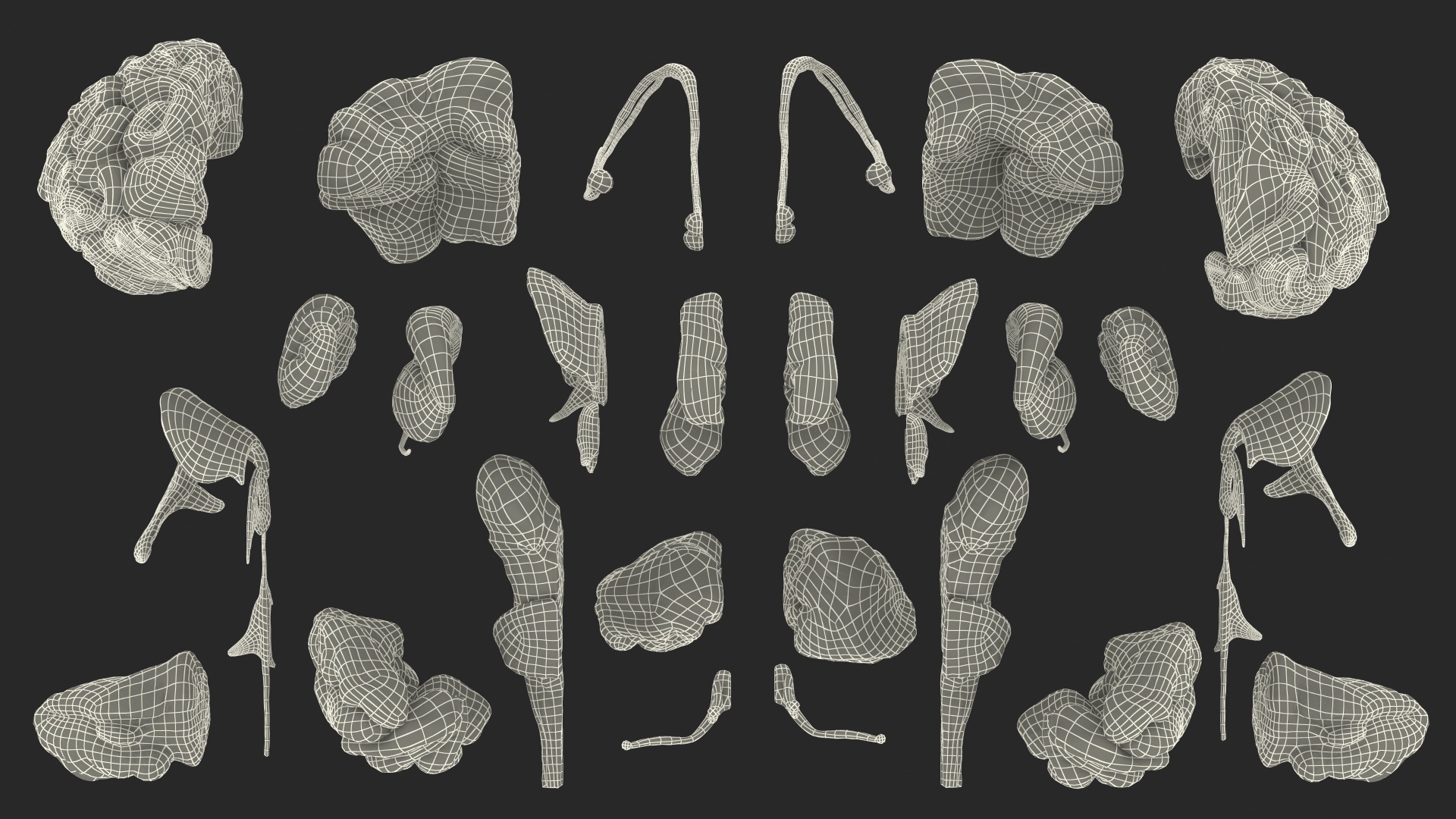 Human Brain Full Anatomy 3D model