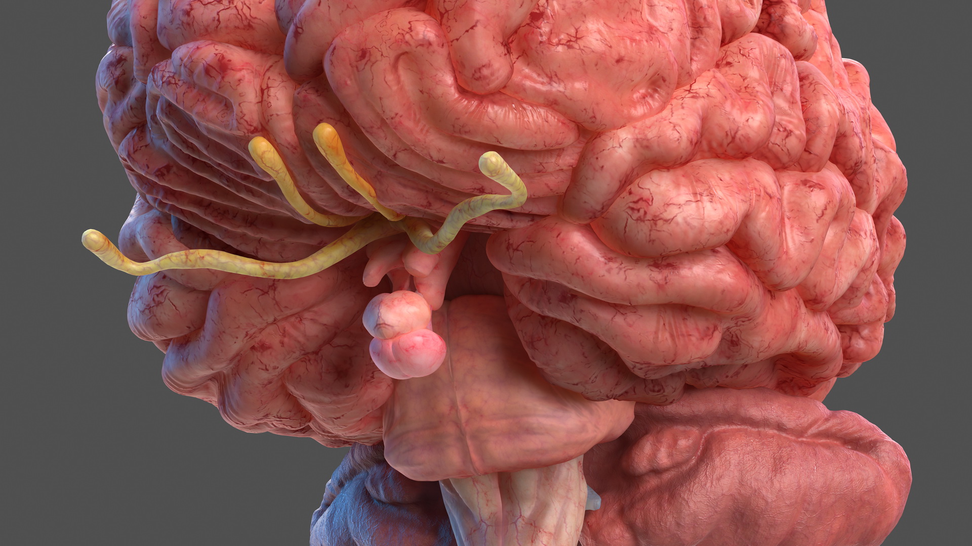 Human Brain Full Anatomy 3D model