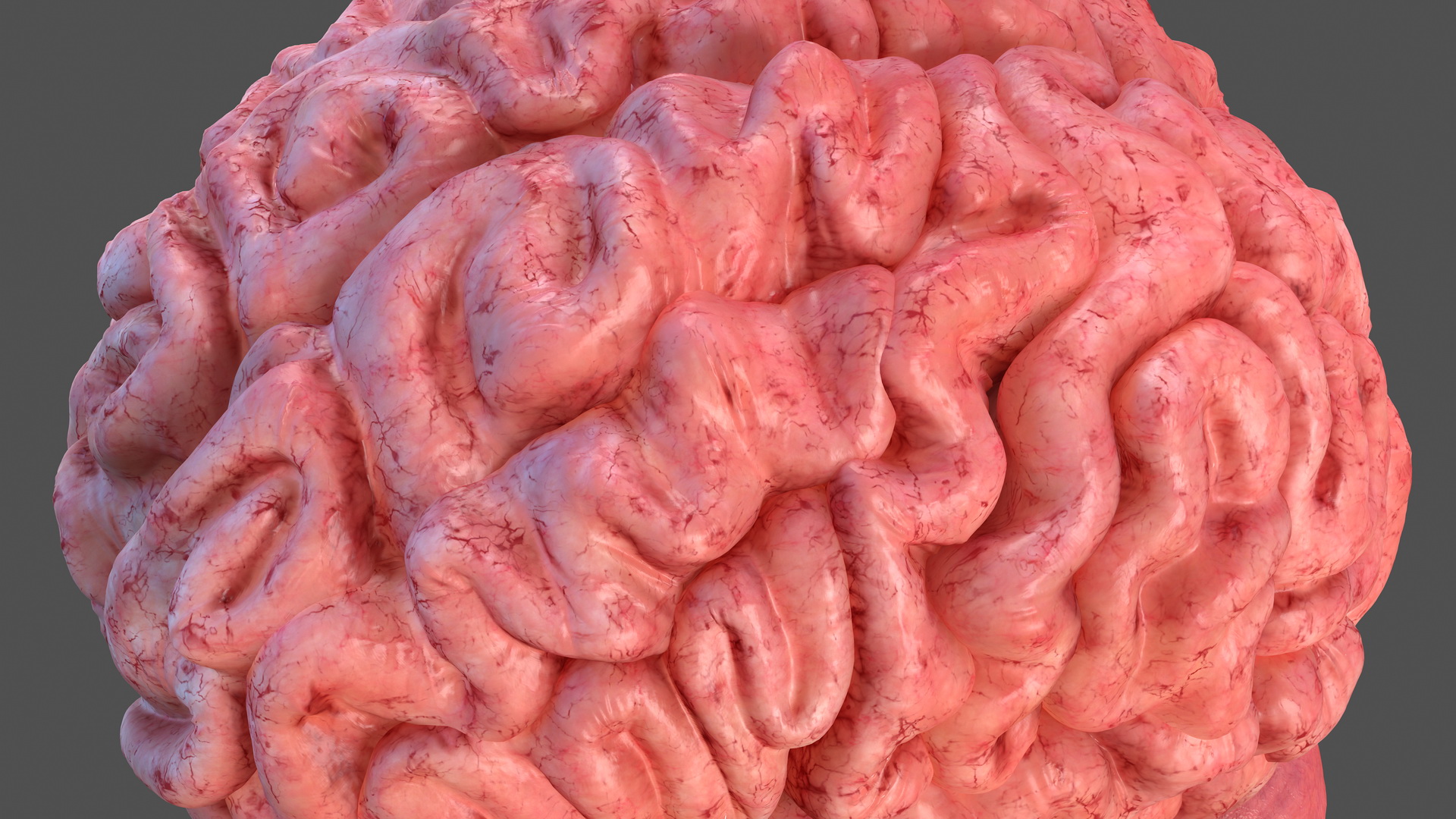 Human Brain Full Anatomy 3D model