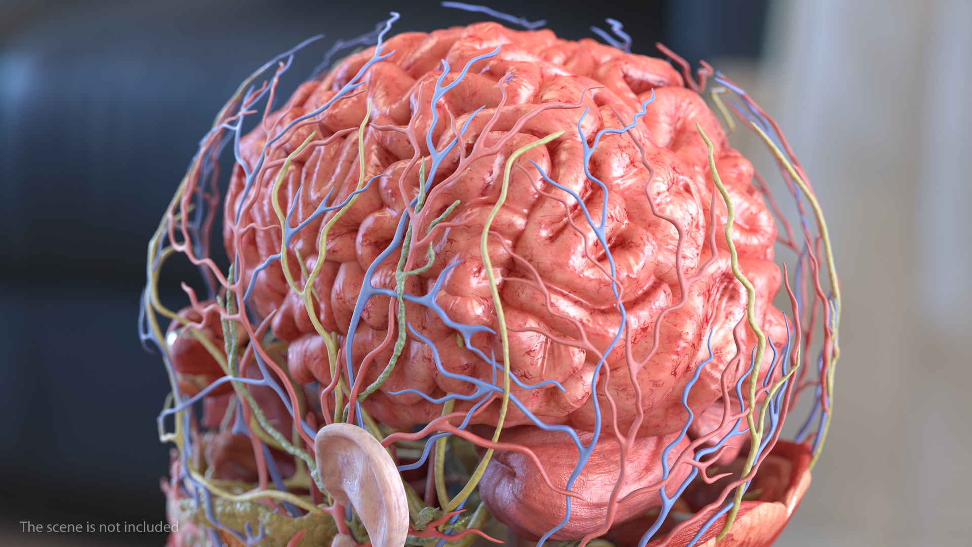 Human Brain Full Anatomy 3D model