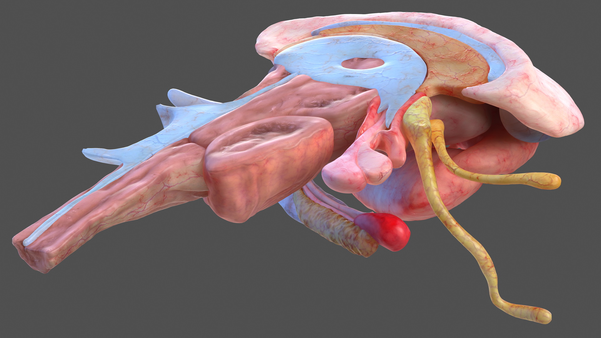 Human Brain Full Anatomy 3D model