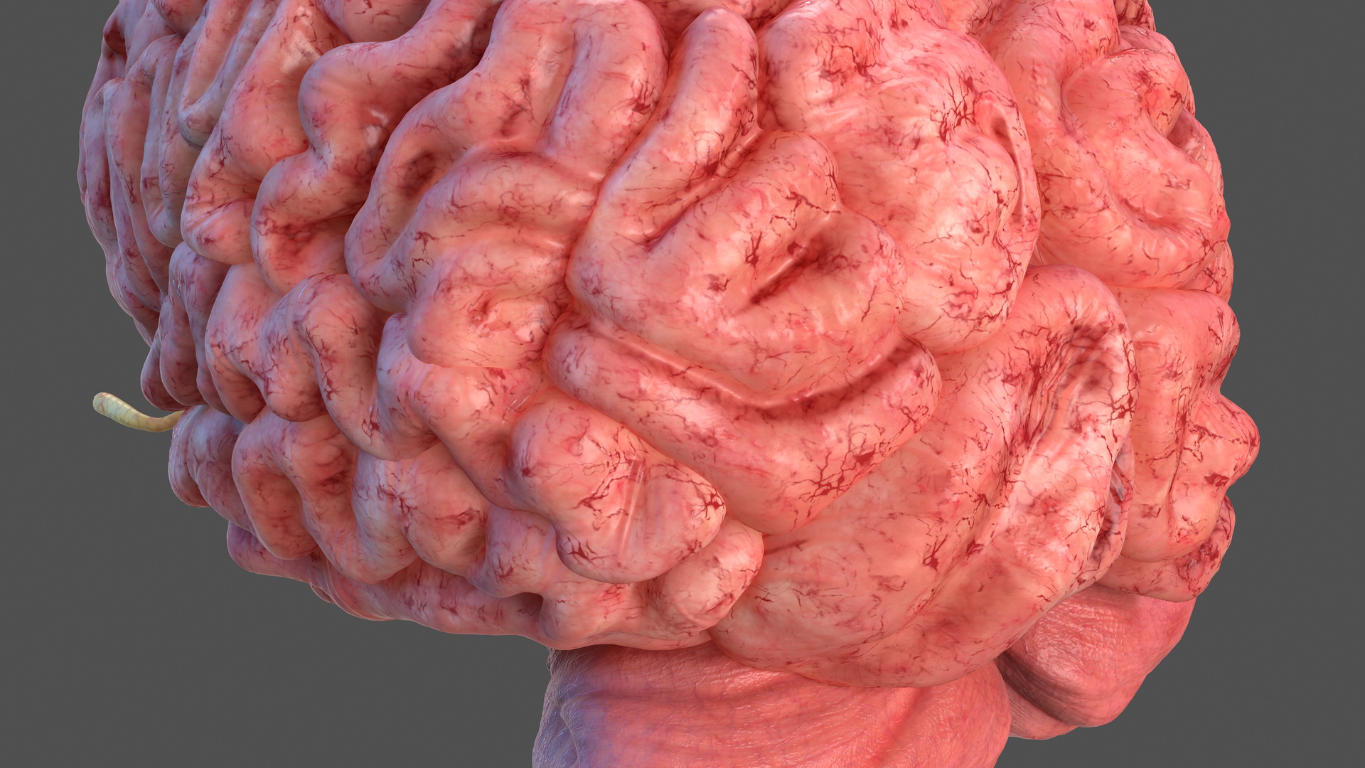 Human Brain Full Anatomy 3D model