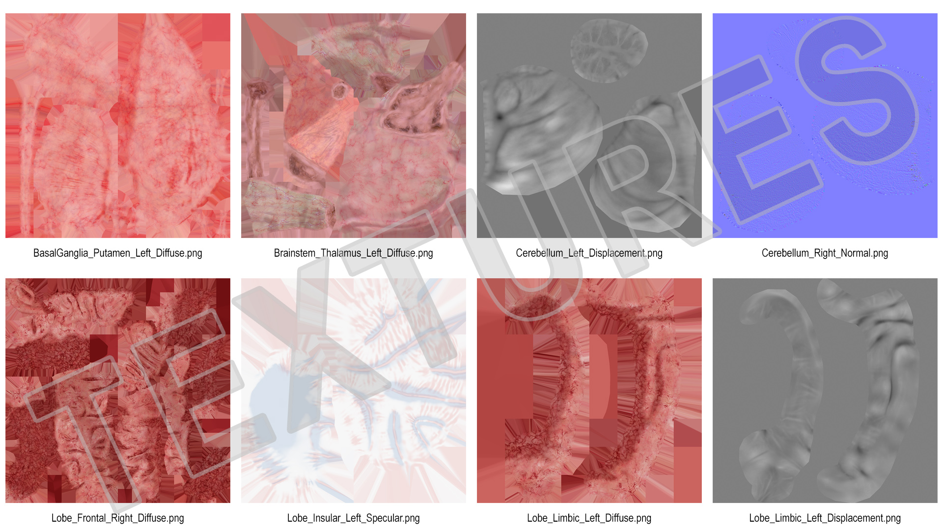 Human Brain Full Anatomy 3D model