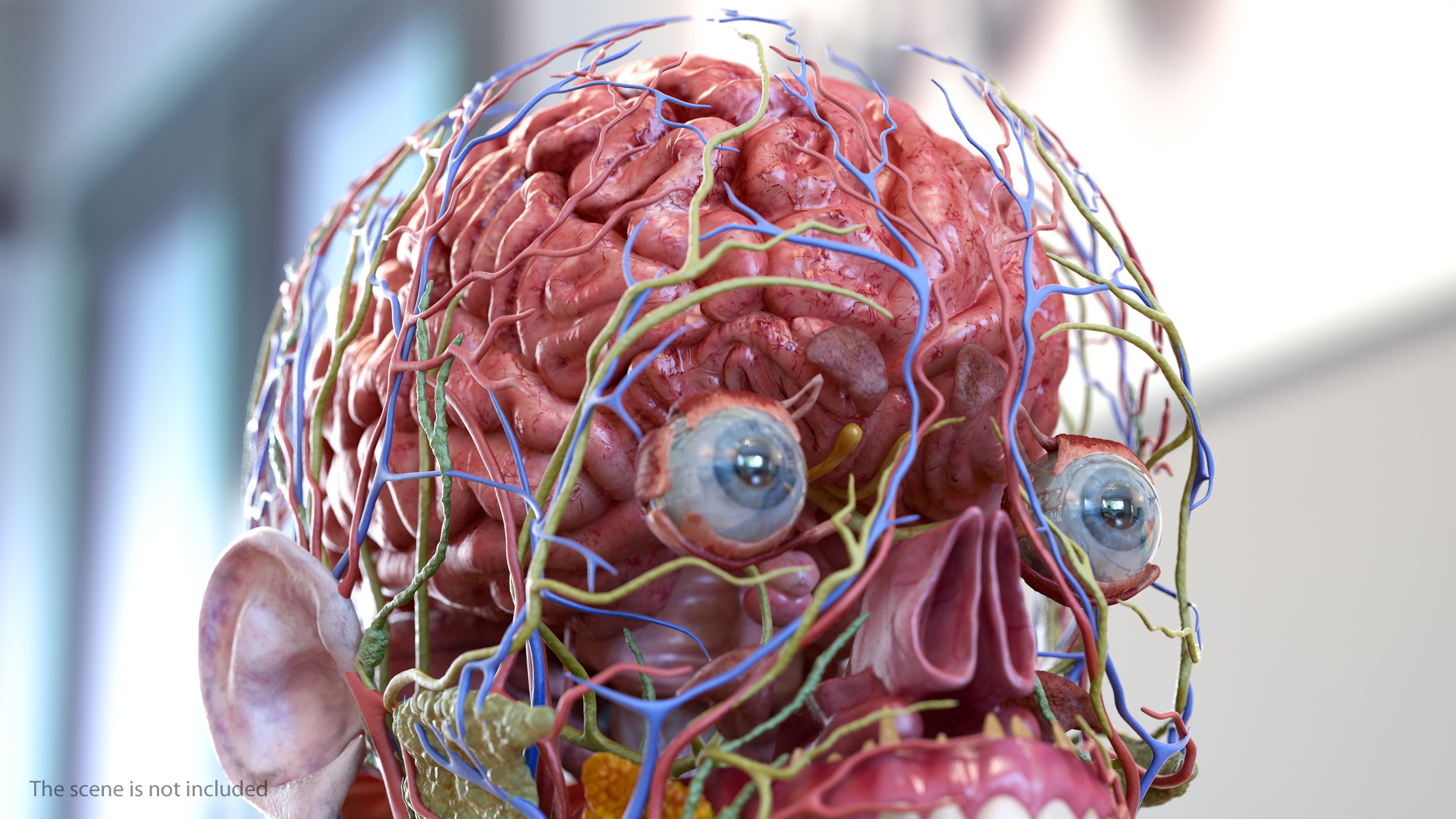 Human Brain Full Anatomy 3D model