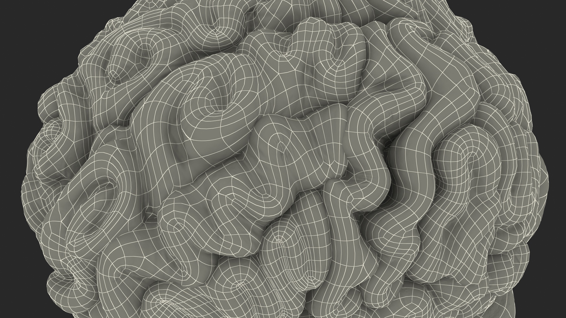 Human Brain Full Anatomy 3D model
