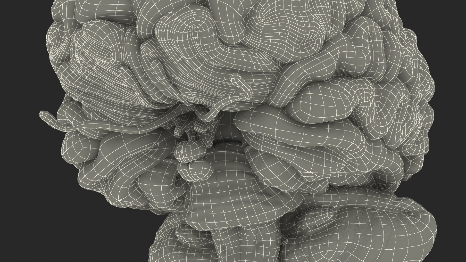 Human Brain Full Anatomy 3D model