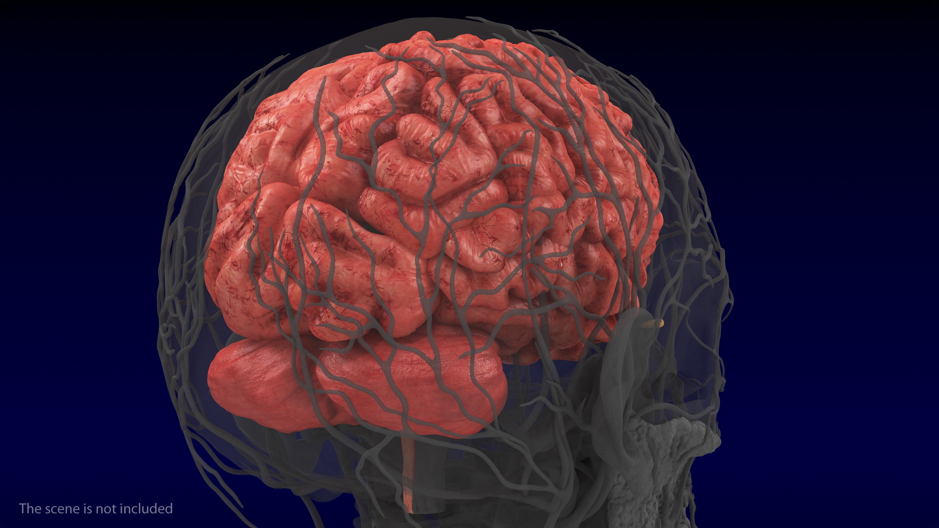 Human Brain Full Anatomy 3D model