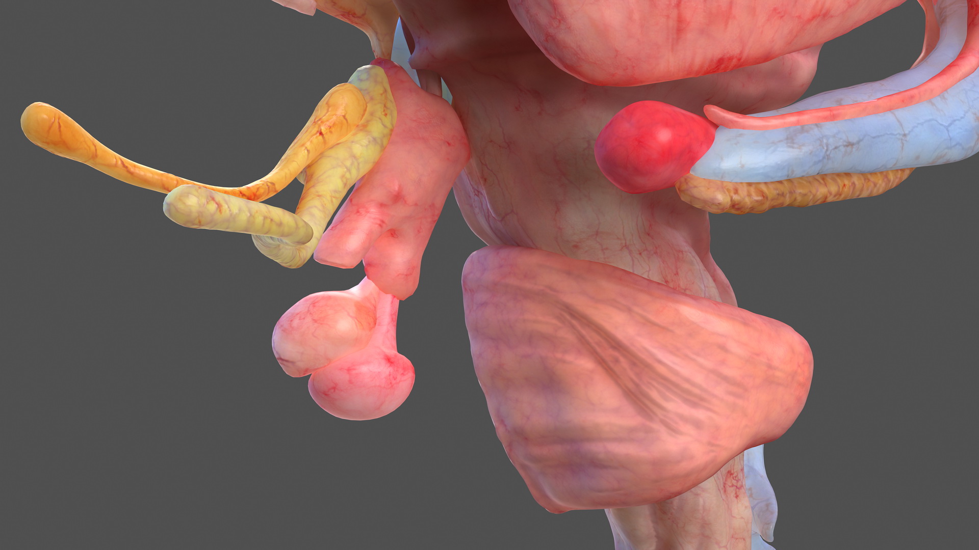 Human Brain Full Anatomy 3D model