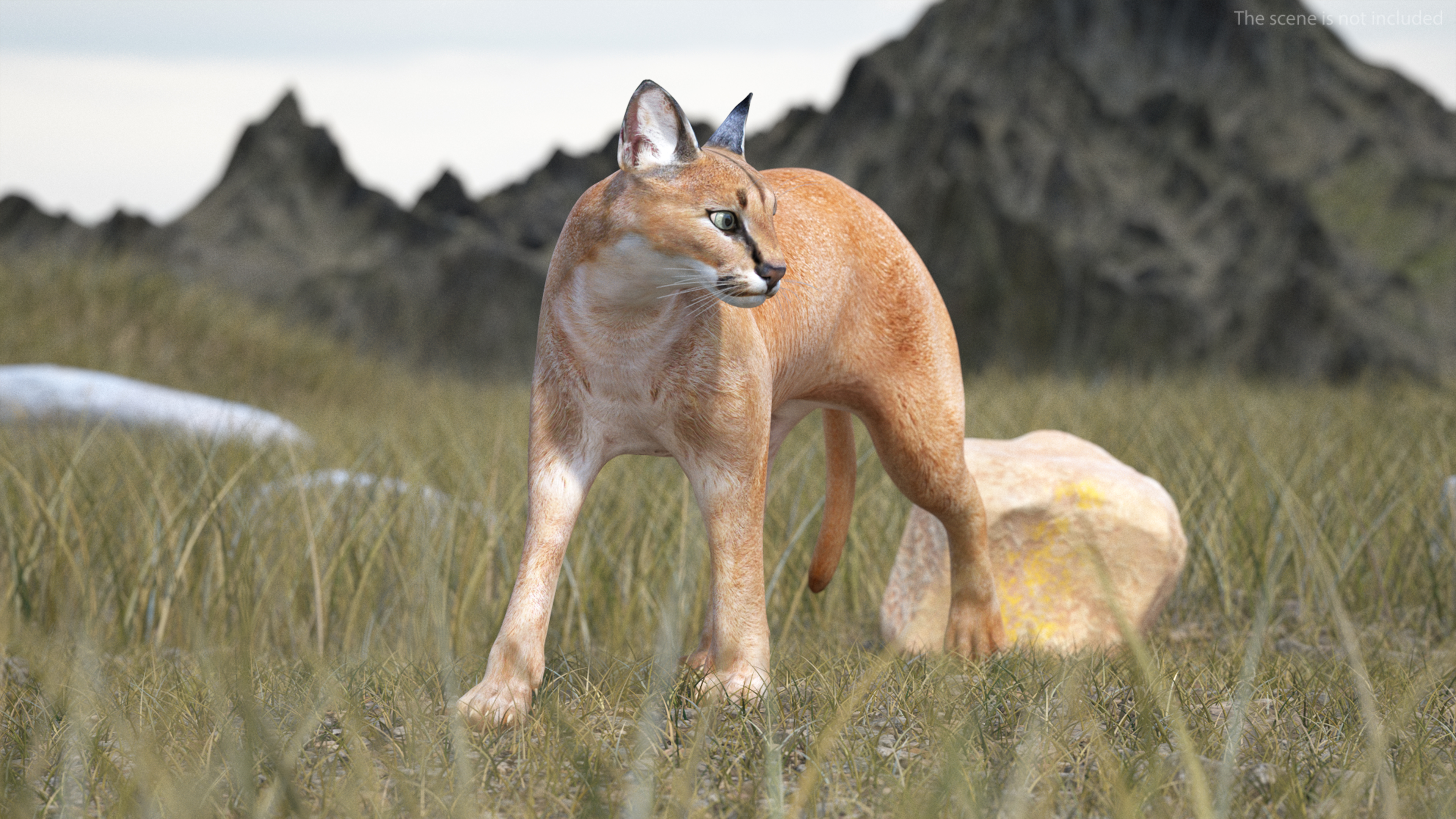 Caracal Cat Walking Pose 3D model