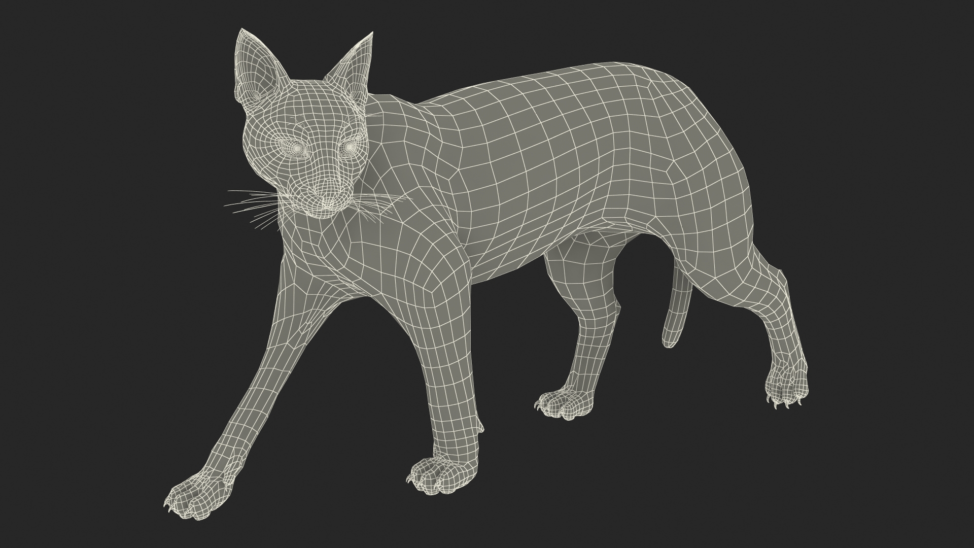 Caracal Cat Walking Pose 3D model