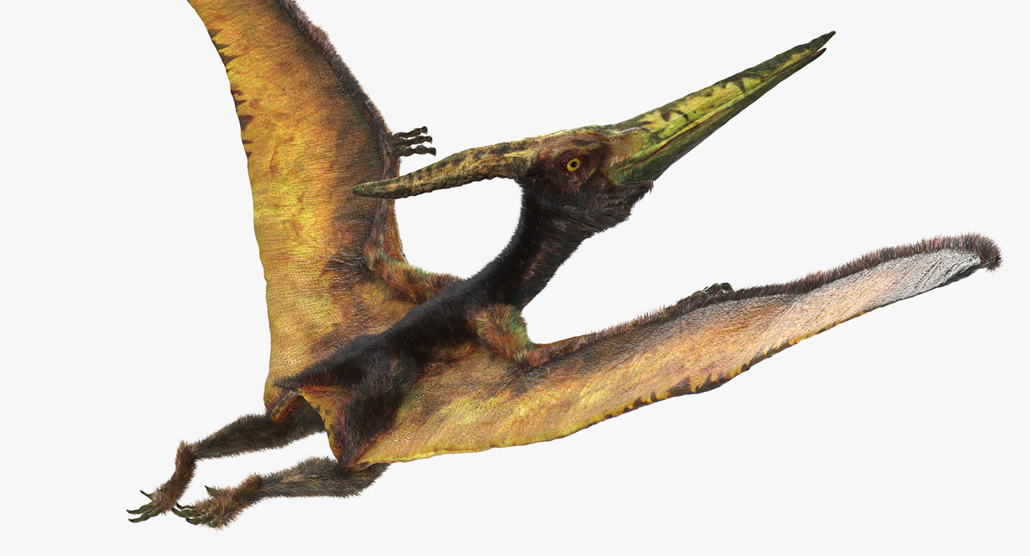 3D Pteranodon Flying Carnivorous Reptile Flying Pose with Fur model