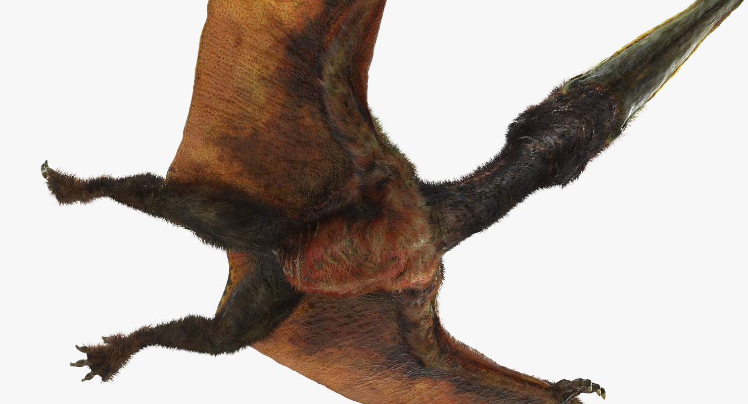 3D Pteranodon Flying Carnivorous Reptile Flying Pose with Fur model