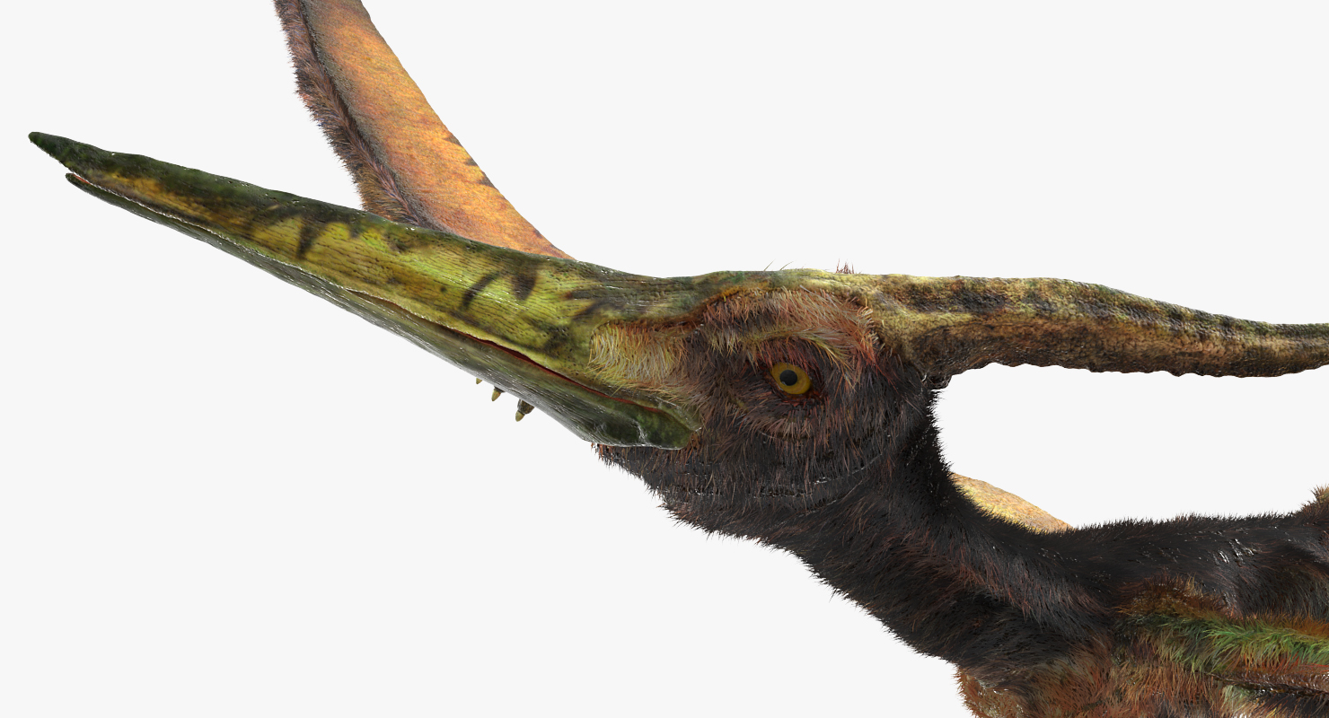 3D Pteranodon Flying Carnivorous Reptile Flying Pose with Fur model