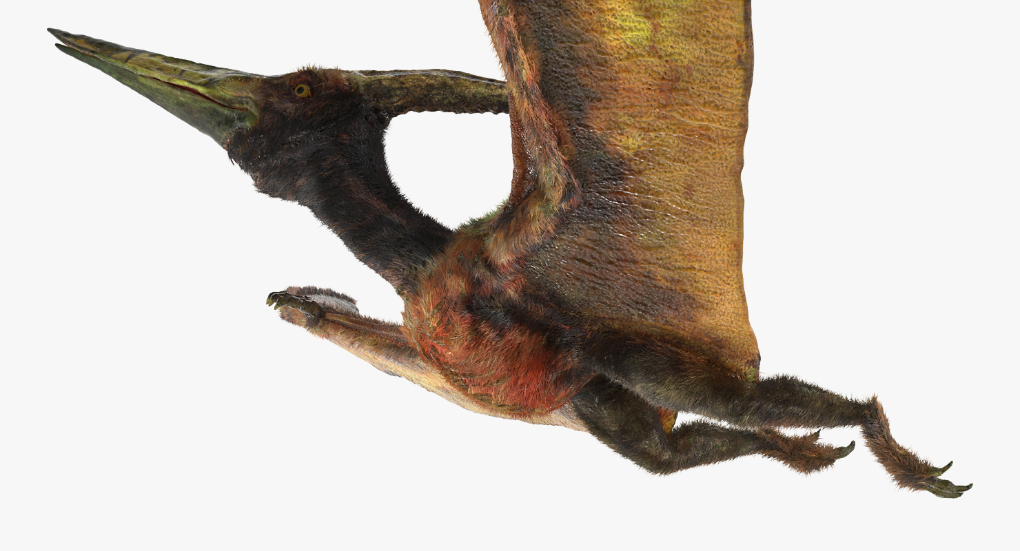 3D Pteranodon Flying Carnivorous Reptile Flying Pose with Fur model