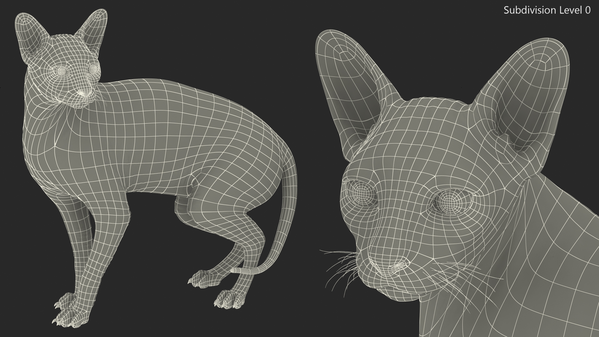Dark Solid Color Sphynx Cat 3D