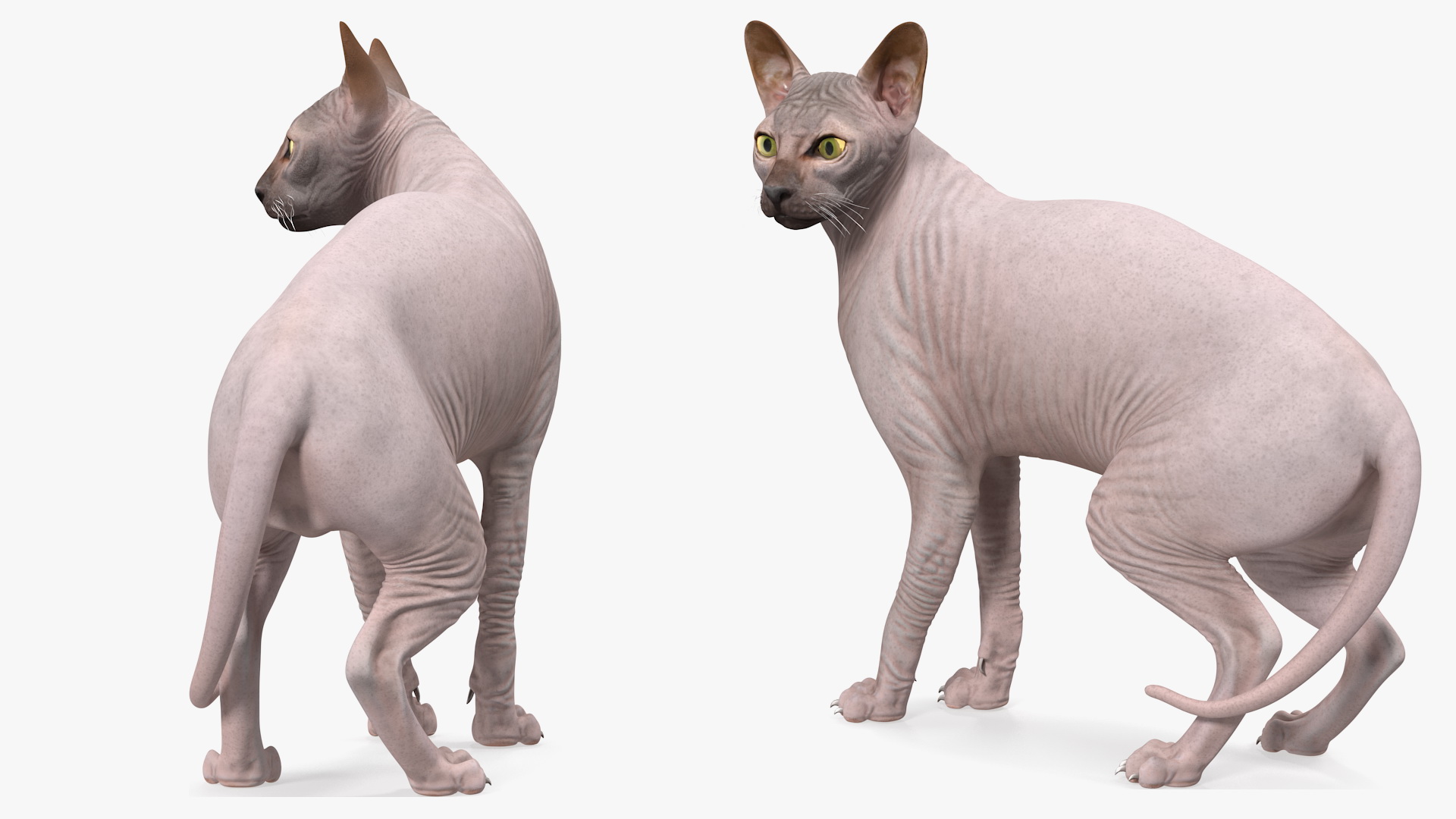 Dark Solid Color Sphynx Cat 3D