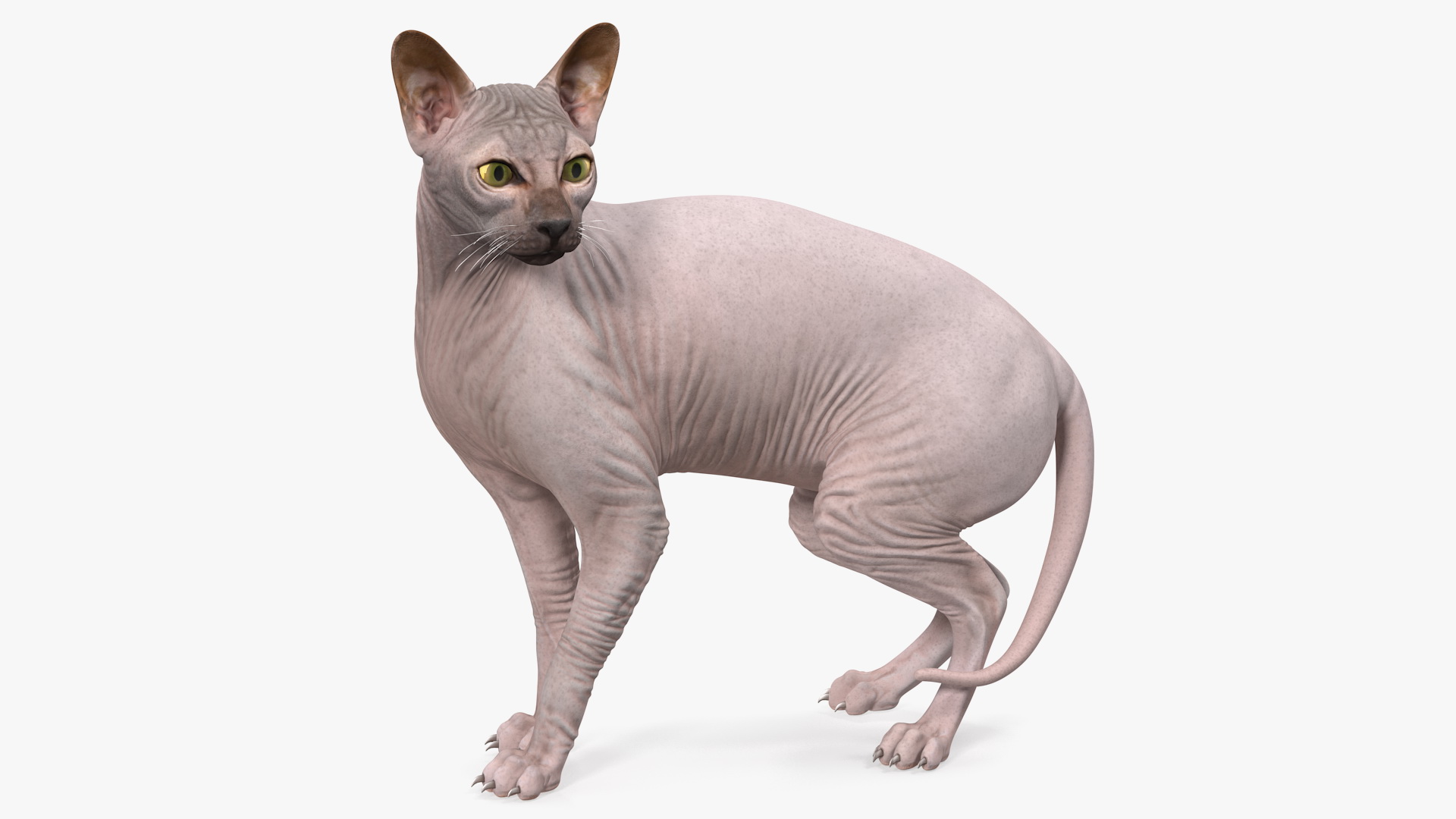 Dark Solid Color Sphynx Cat 3D
