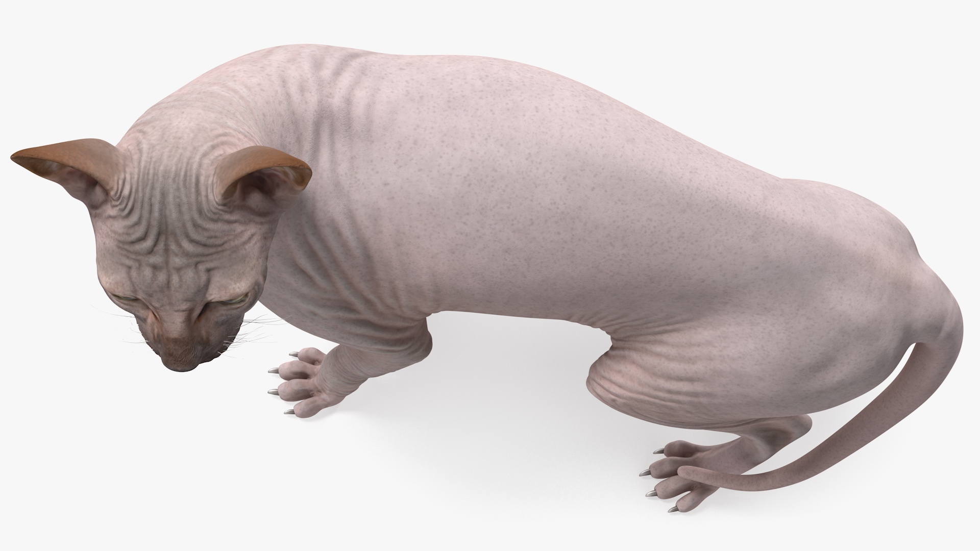 Dark Solid Color Sphynx Cat 3D