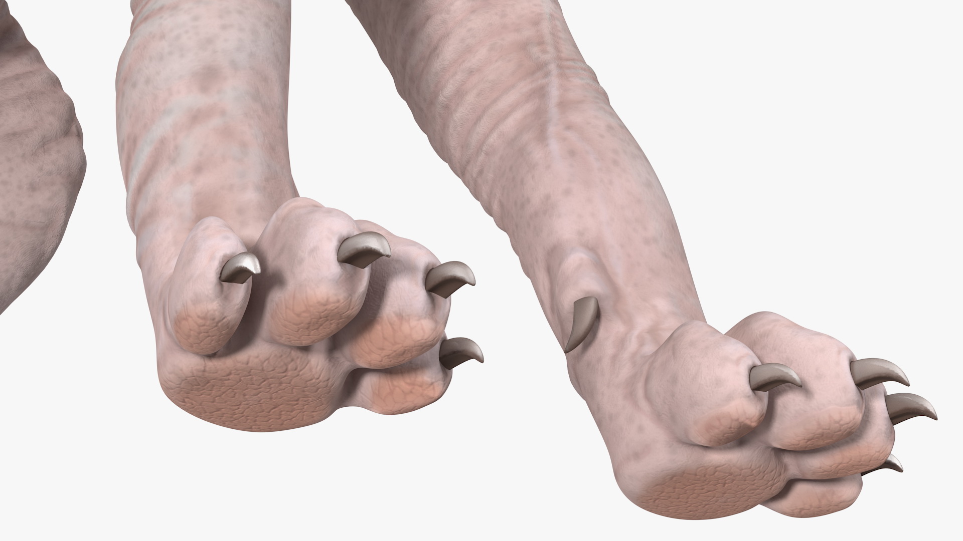 Dark Solid Color Sphynx Cat 3D