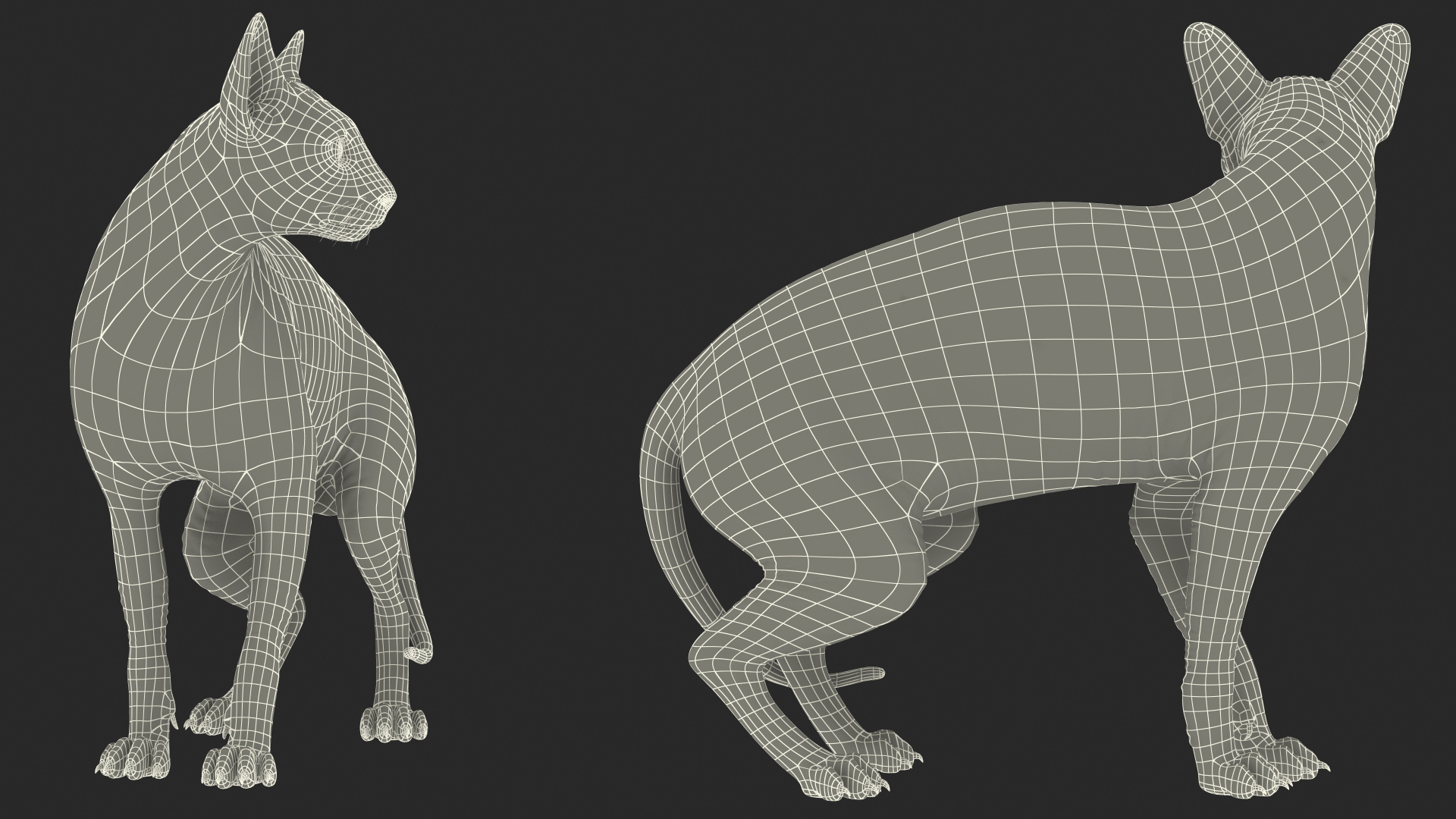Dark Solid Color Sphynx Cat 3D