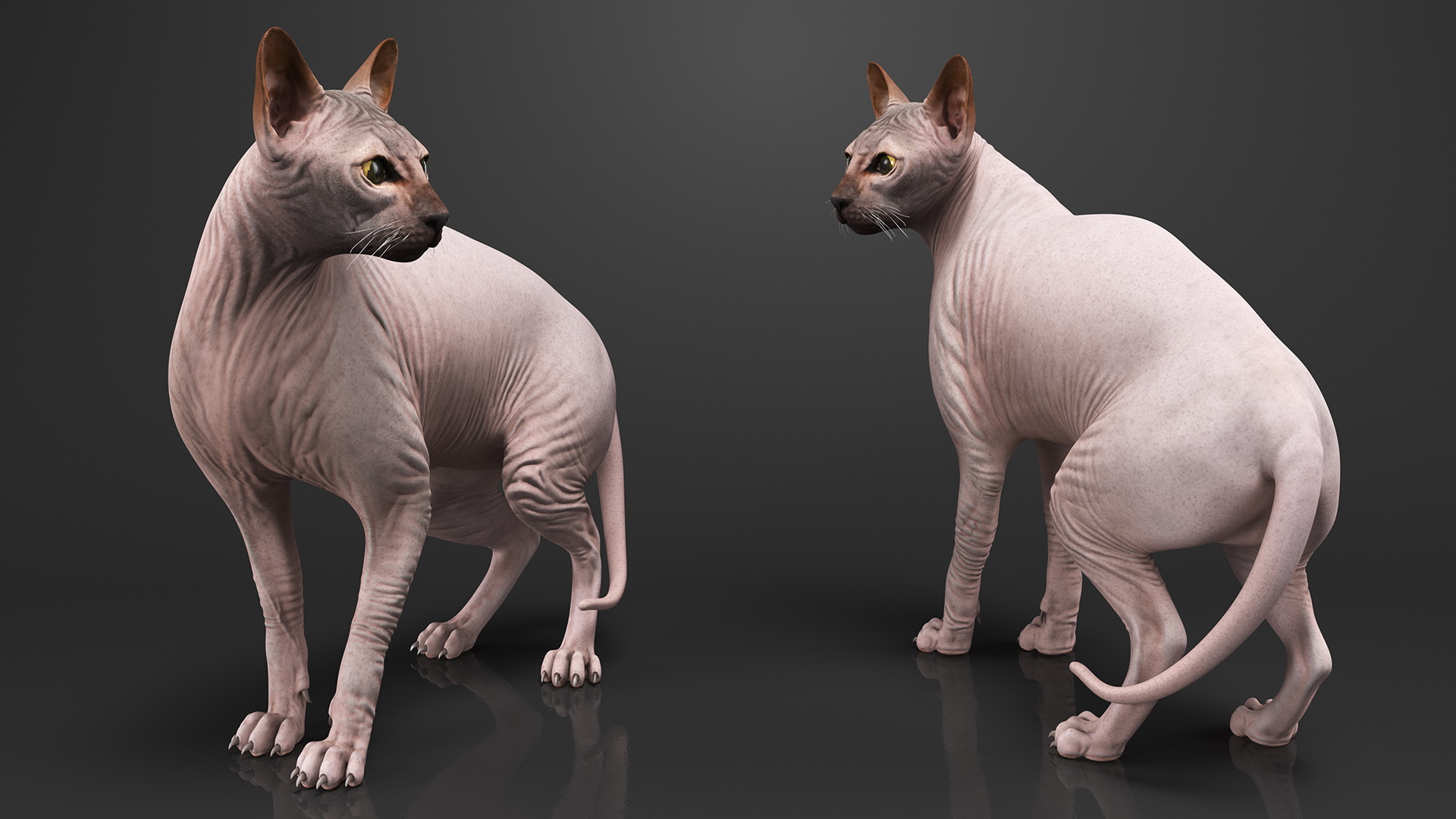 Dark Solid Color Sphynx Cat 3D