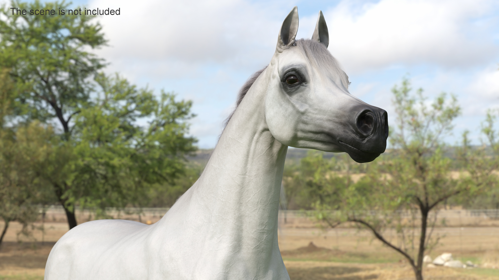 3D model Arabian Horse White Fur Rigged