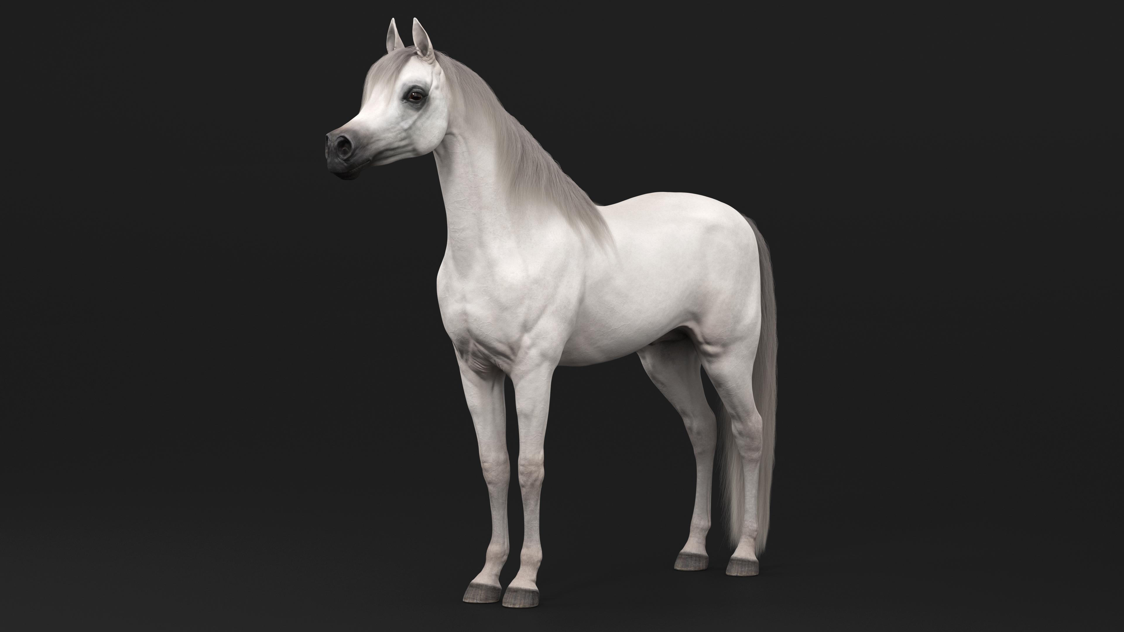 3D model Arabian Horse White Fur Rigged