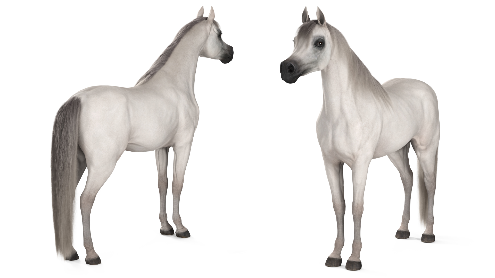 3D model Arabian Horse White Fur Rigged