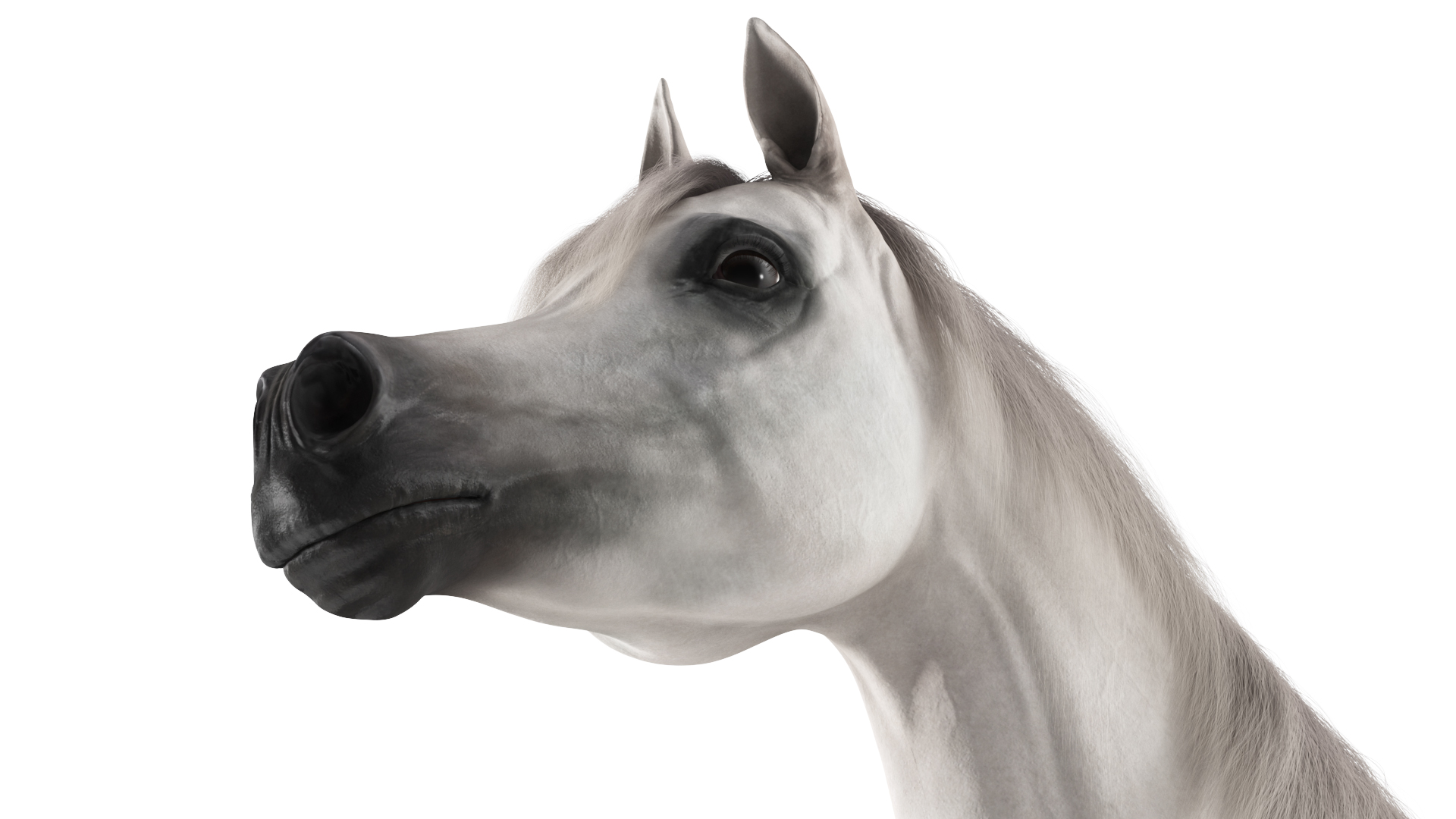 3D model Arabian Horse White Fur Rigged
