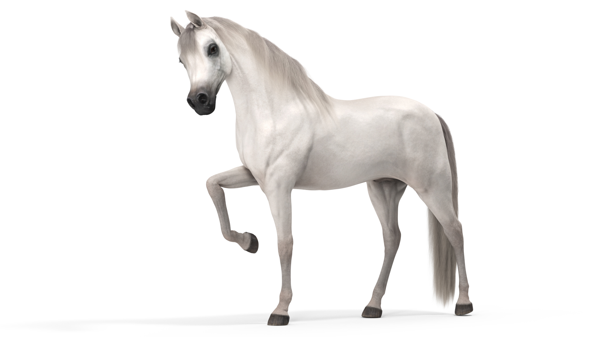 3D model Arabian Horse White Fur Rigged