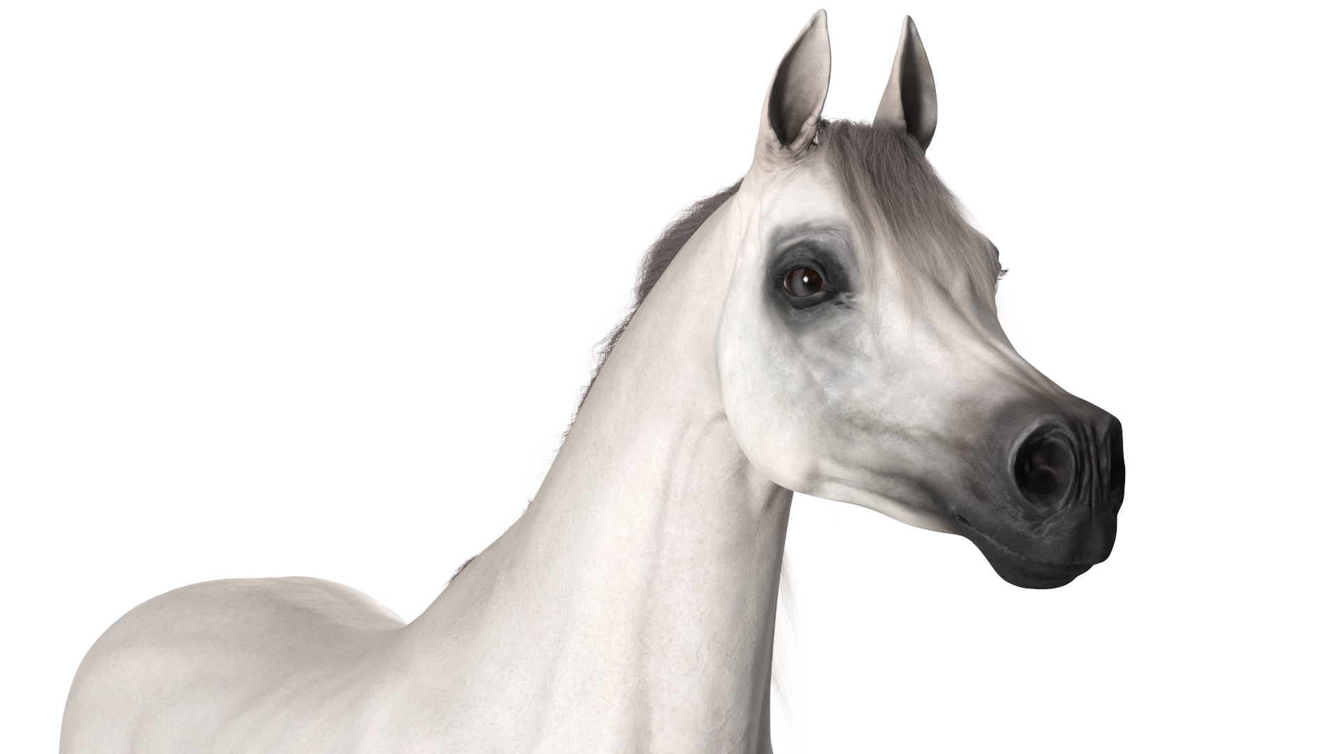 3D model Arabian Horse White Fur Rigged