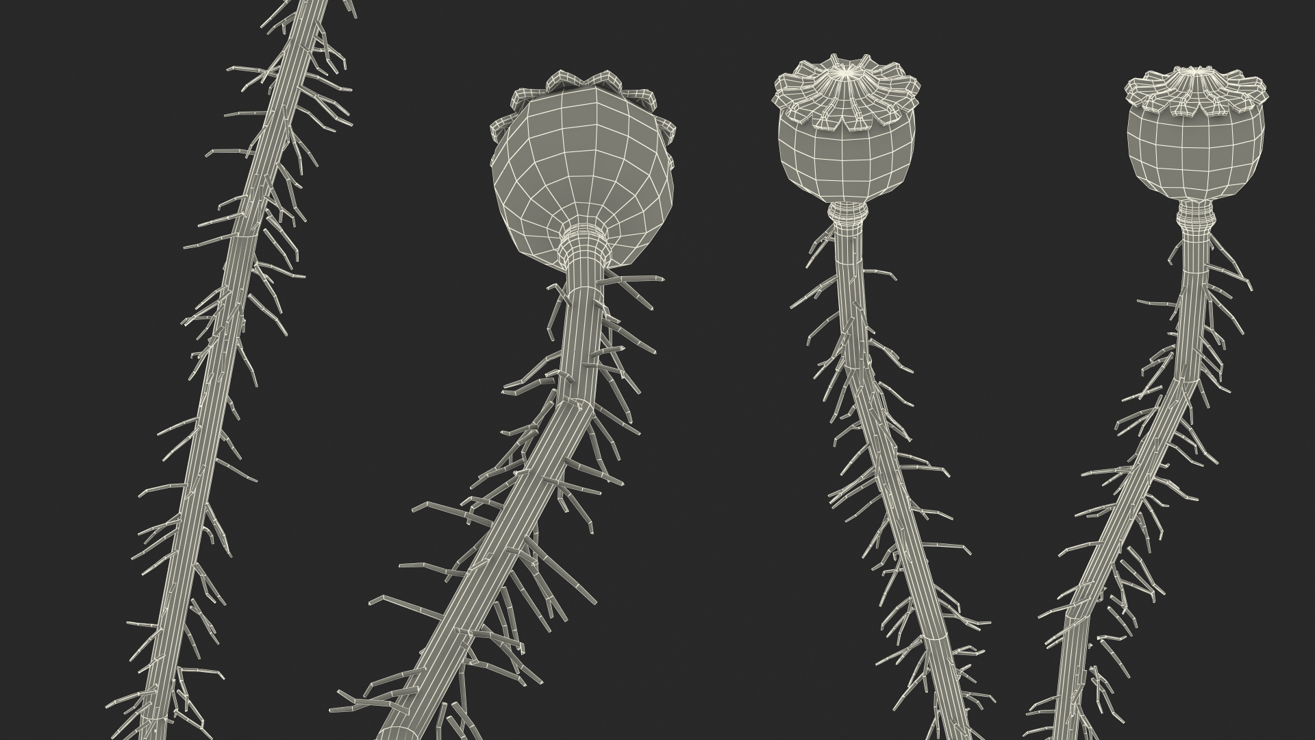 3D model Young Poppy Flower Sprout