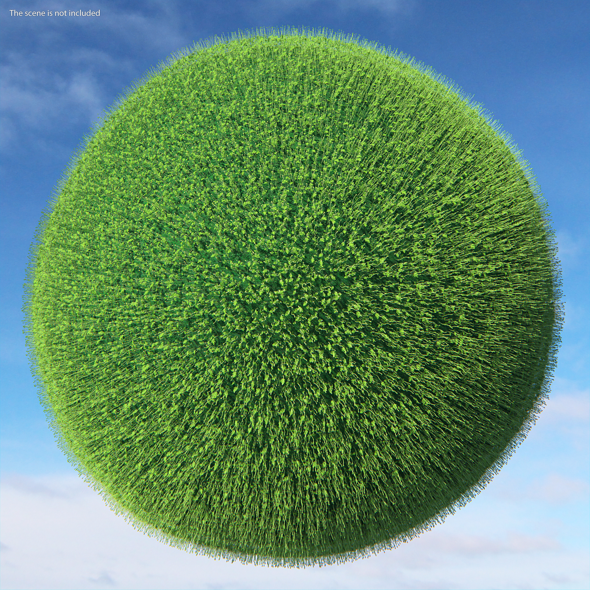 3D model Young Poppy Flower Sprout