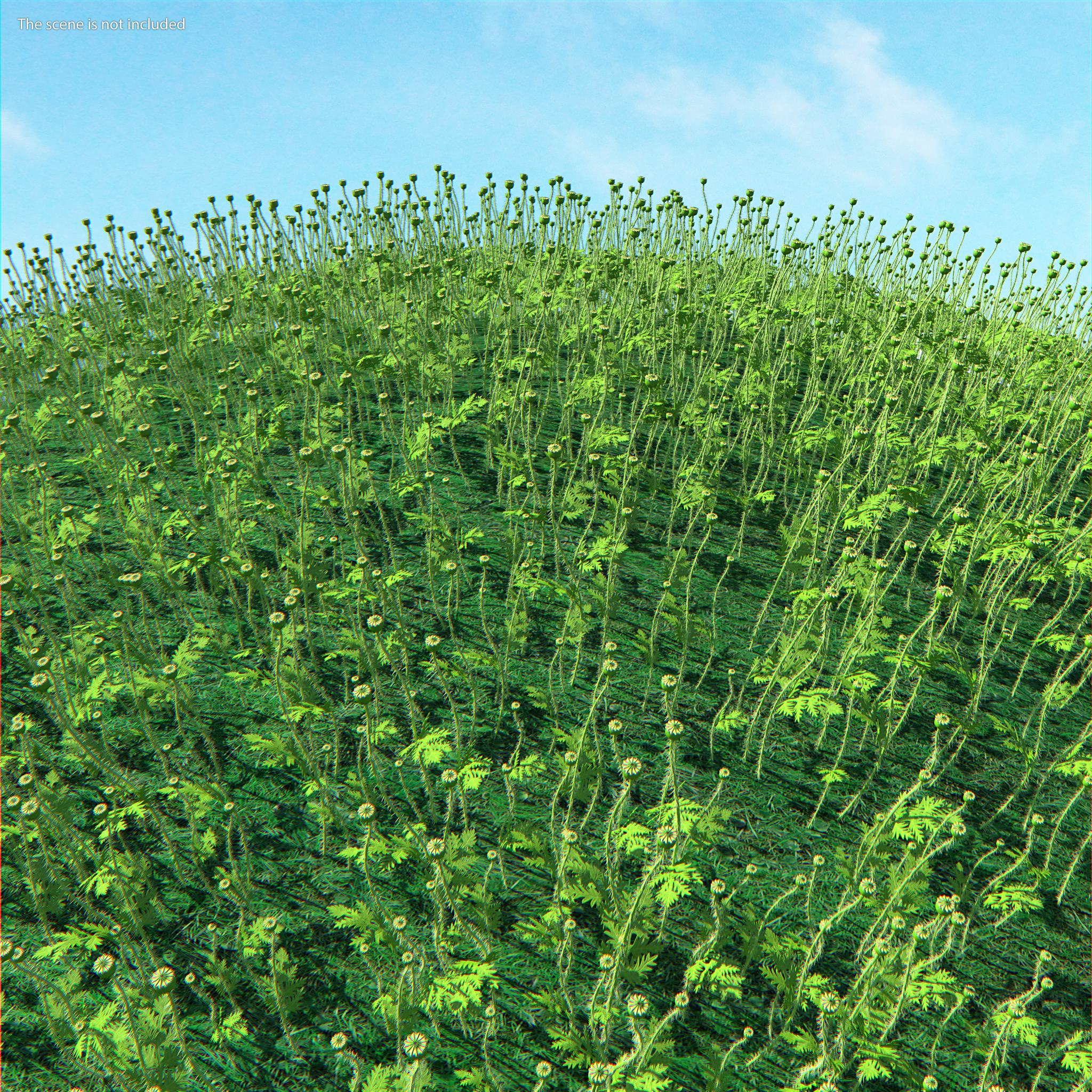 3D model Young Poppy Flower Sprout