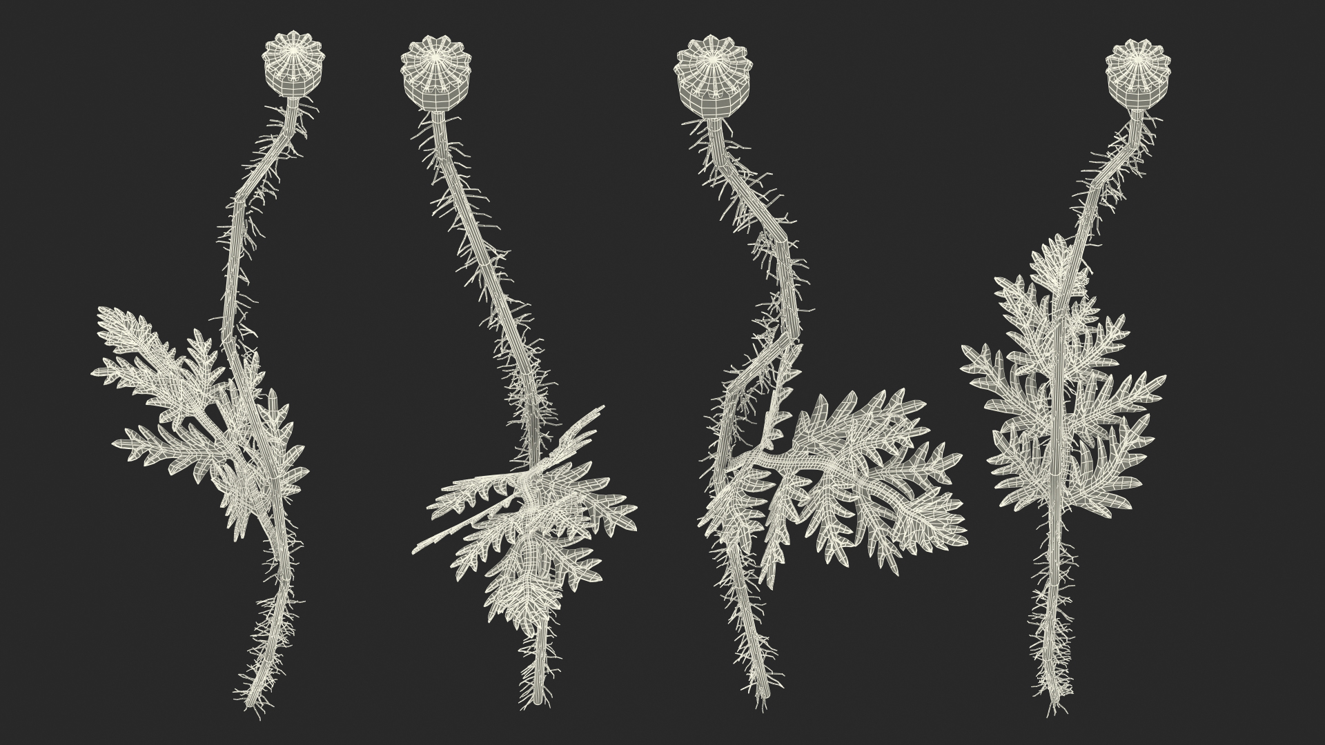 3D model Young Poppy Flower Sprout