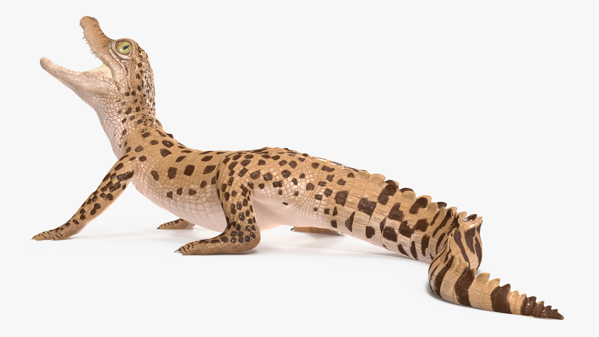 Baby Crocodile Light Color Rigged for Maya 3D