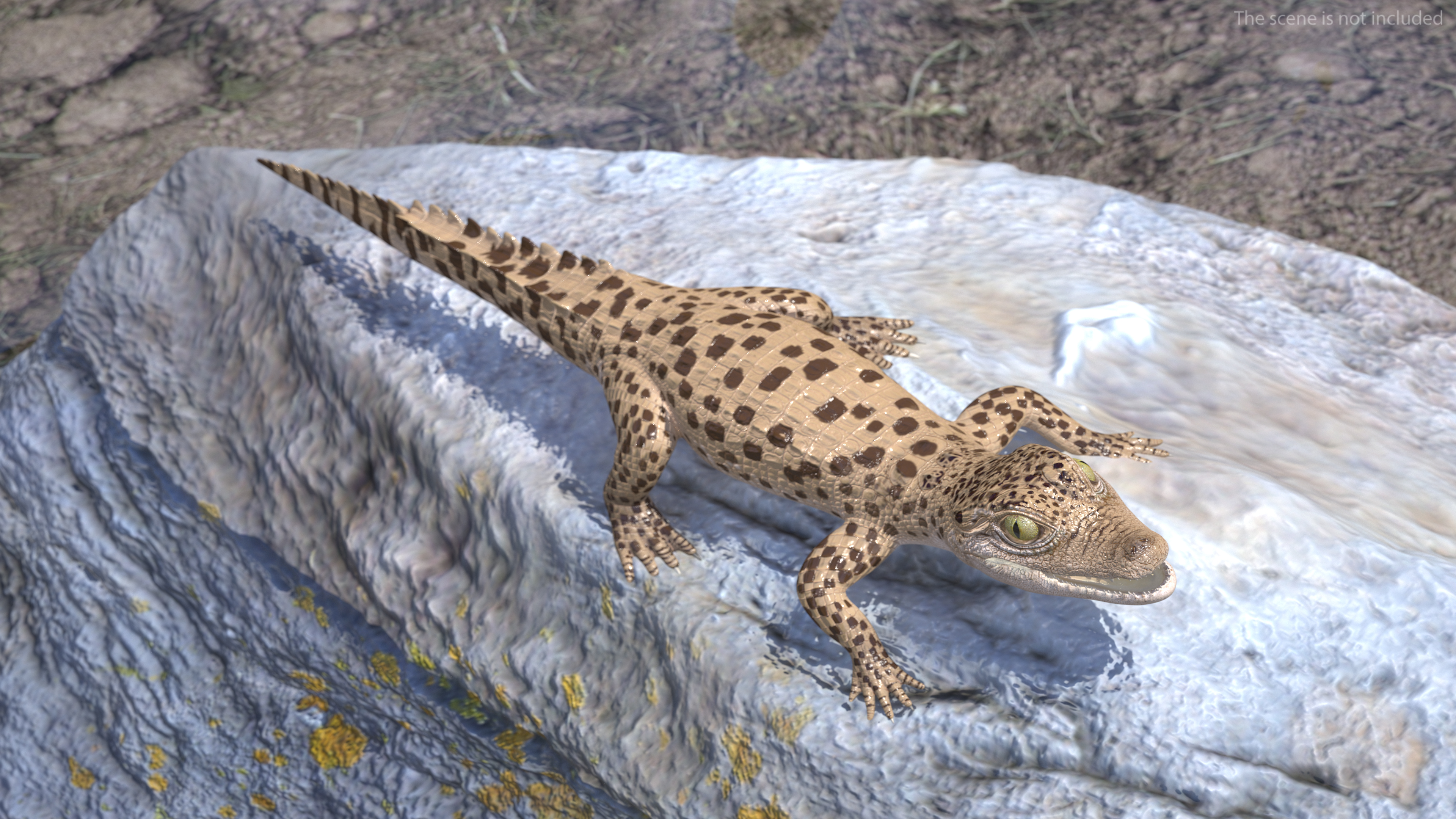 Baby Crocodile Light Color Rigged for Maya 3D