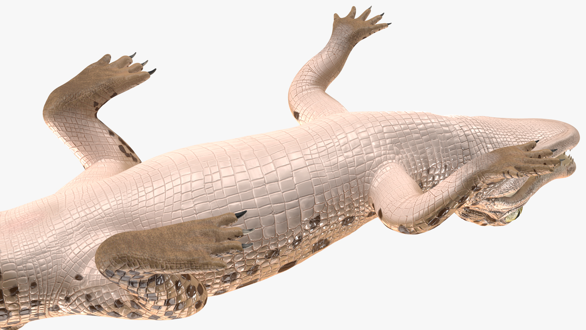Baby Crocodile Light Color Rigged for Maya 3D