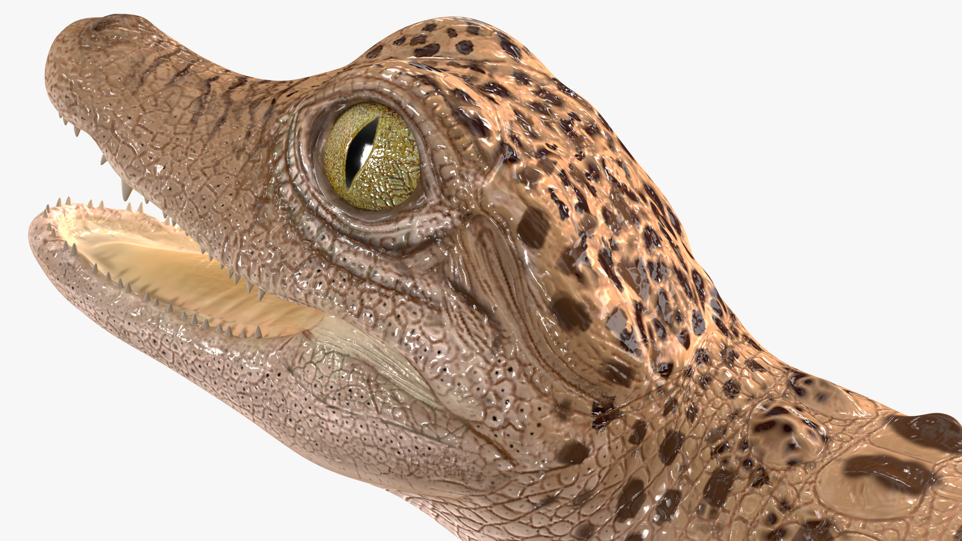 Baby Crocodile Light Color Rigged for Maya 3D