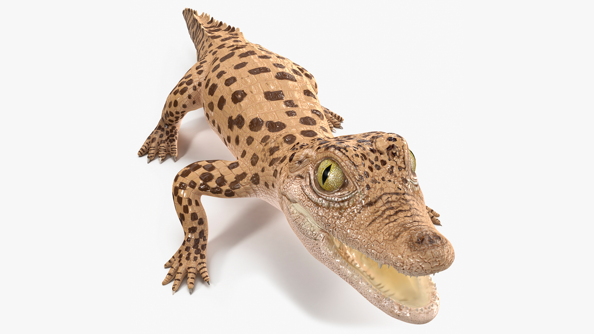 Baby Crocodile Light Color Rigged for Maya 3D