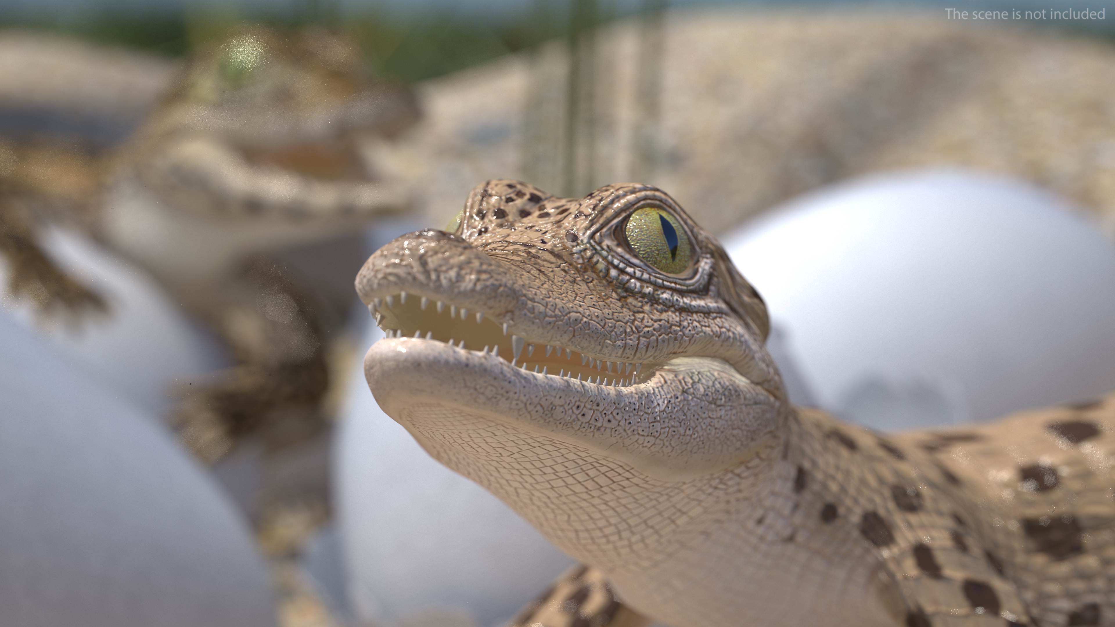 Baby Crocodile Light Color Rigged for Maya 3D