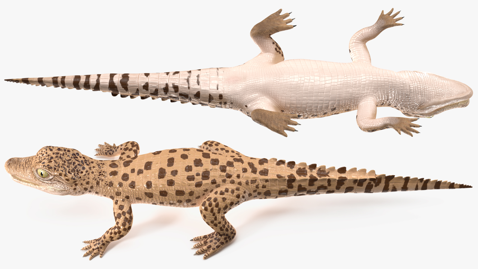 Baby Crocodile Light Color Rigged for Maya 3D