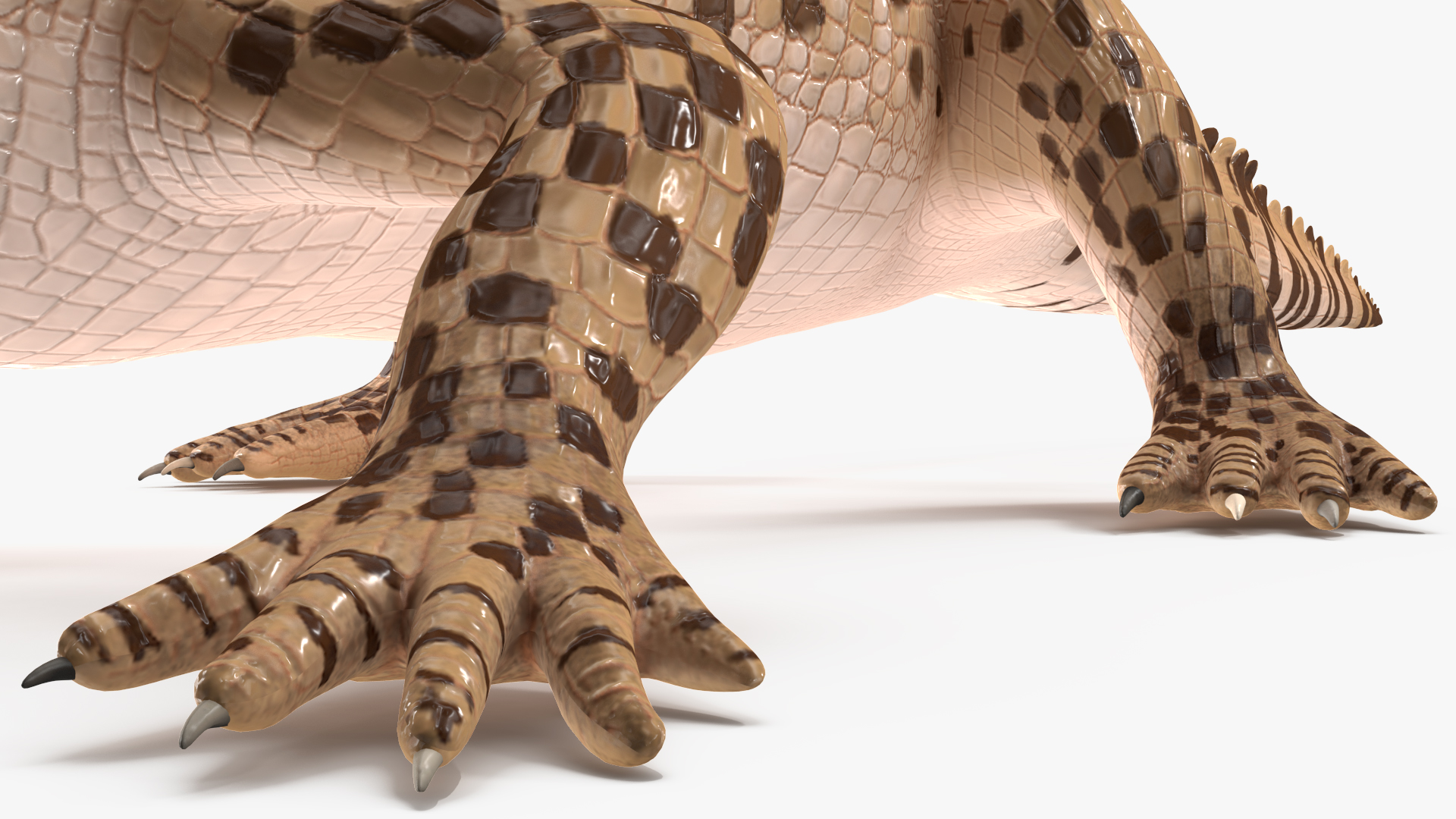 Baby Crocodile Light Color Rigged for Maya 3D