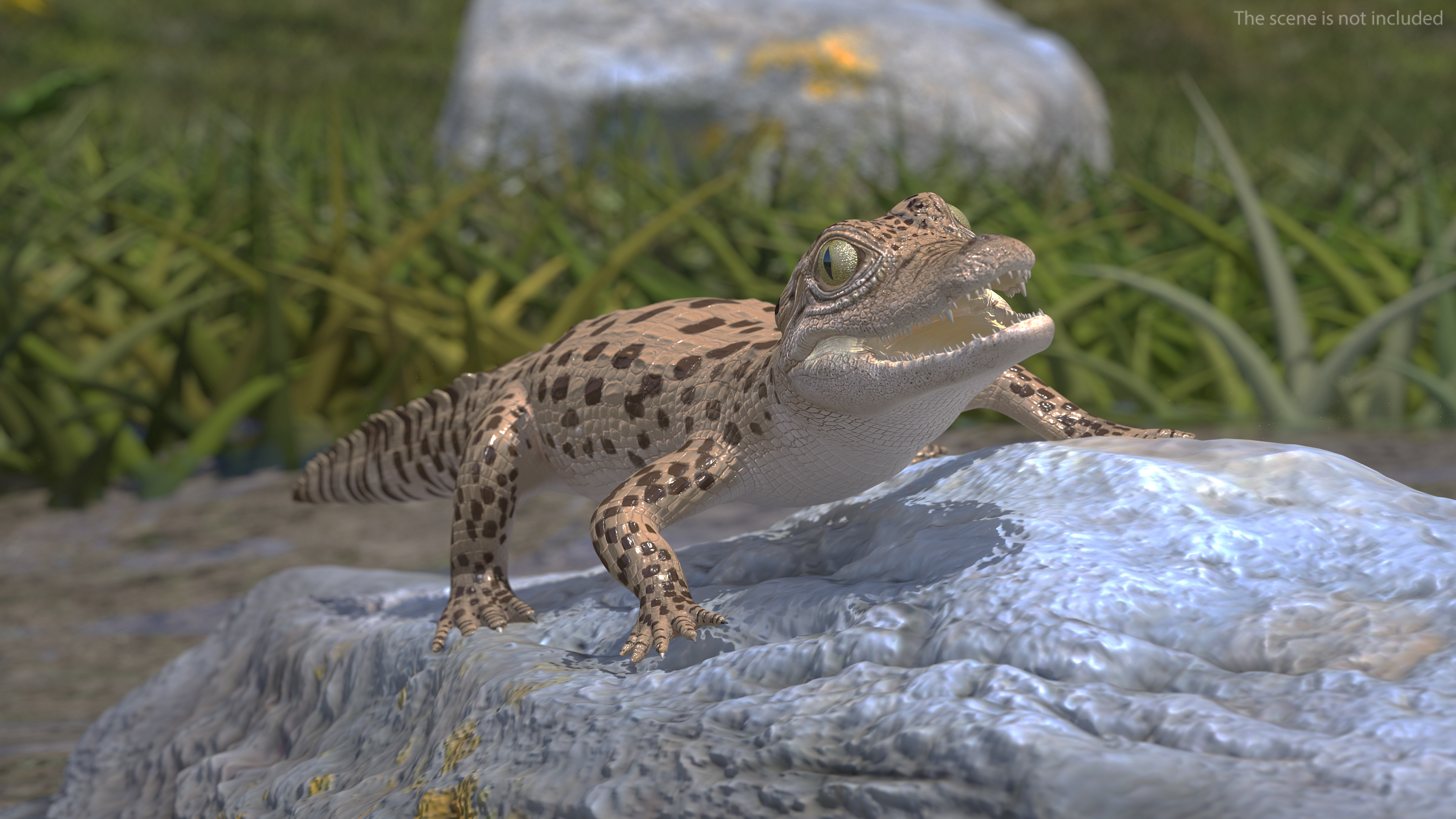 Baby Crocodile Light Color Rigged for Maya 3D