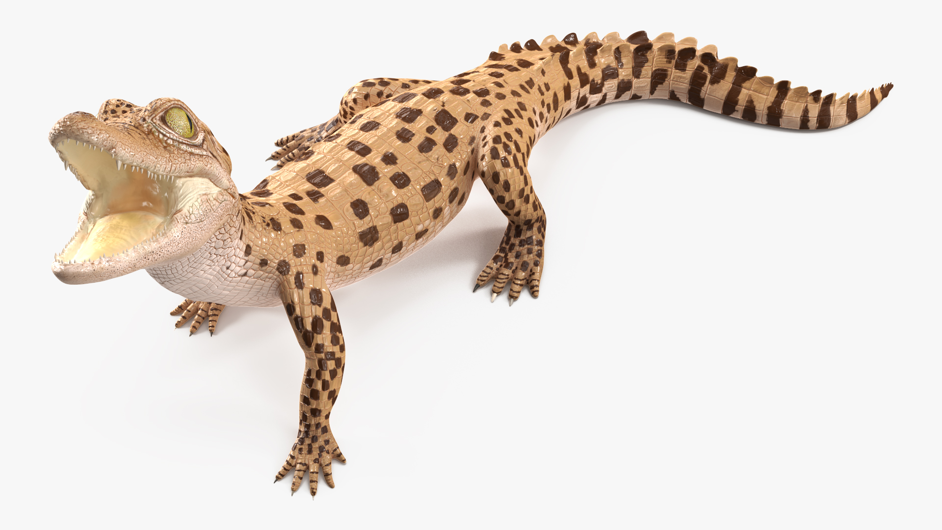 Baby Crocodile Light Color Rigged for Maya 3D