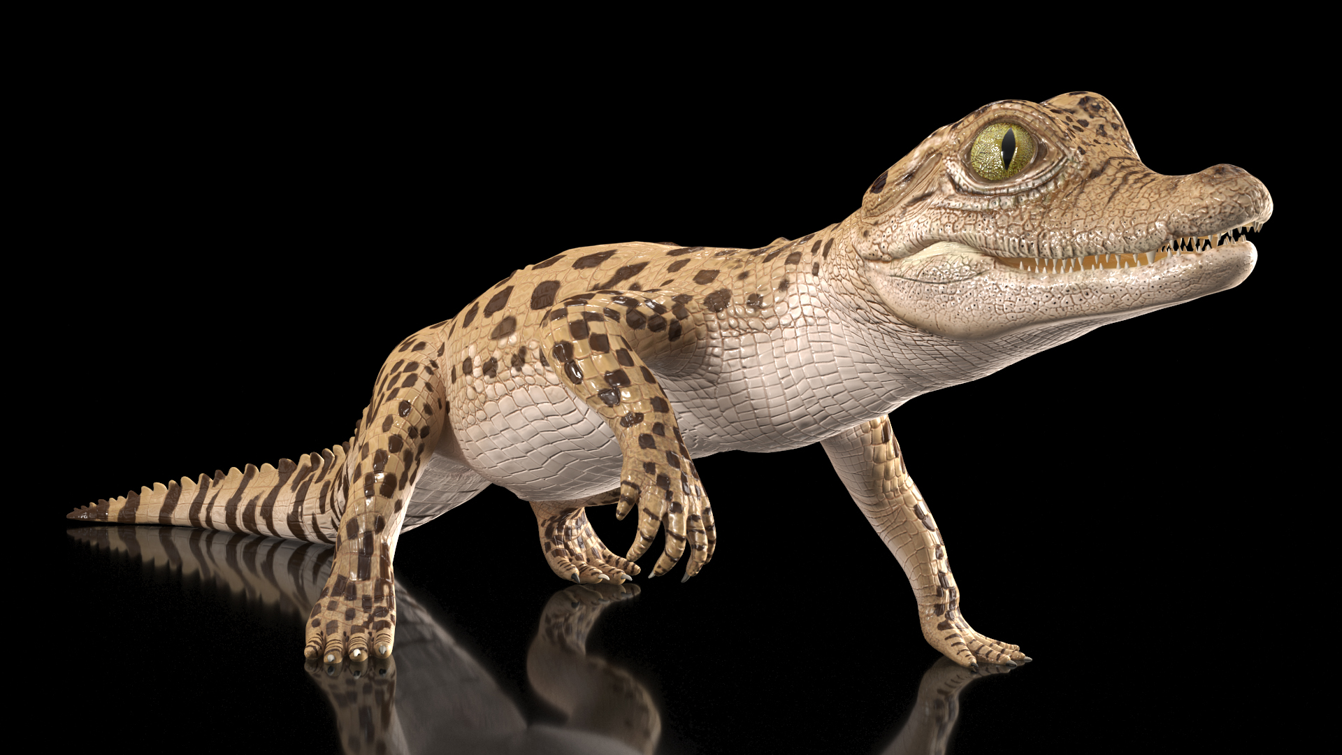 Baby Crocodile Light Color Rigged for Maya 3D