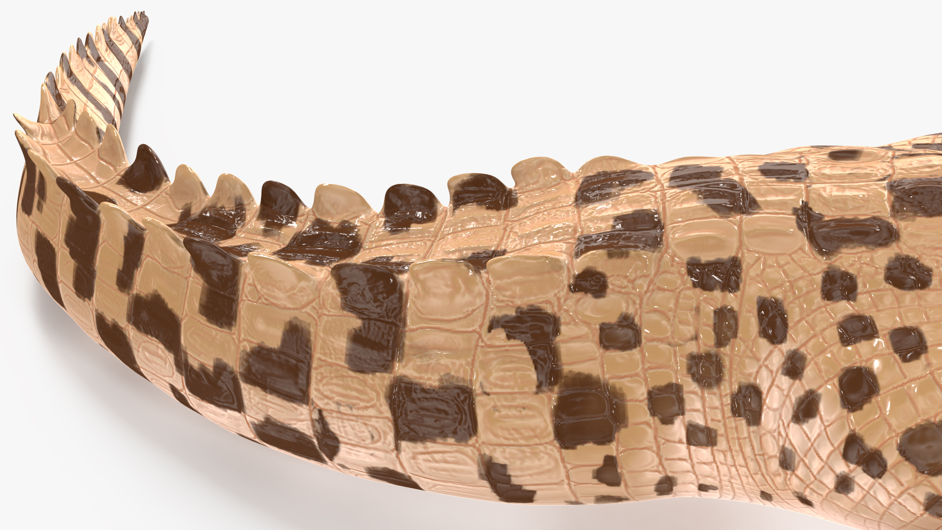 Baby Crocodile Light Color Rigged for Maya 3D